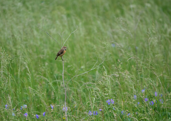 male stonechat sits on a small branch surveying and chatting with all in the meadow around him