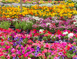 Fondo floral, multicolor , en un vivero