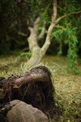 A fallen willow tree lies on the ground in the park. Focus on the roots of the tree. Aftermath of a severe hurricane