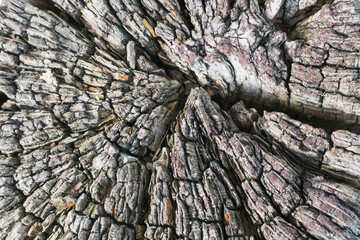 Texture image of an old tree