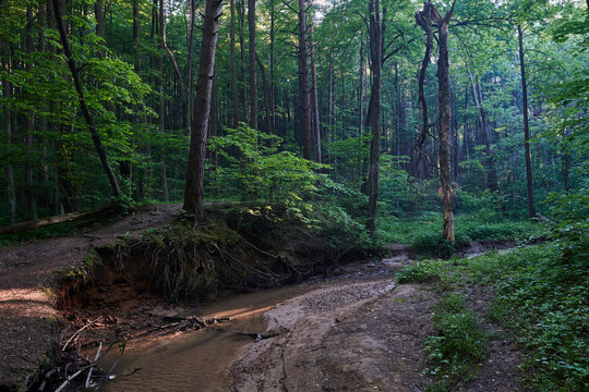 Moscow. Bitsevsky forest at sunset. Roots of trees washed away by the stream on the Chertanovka River