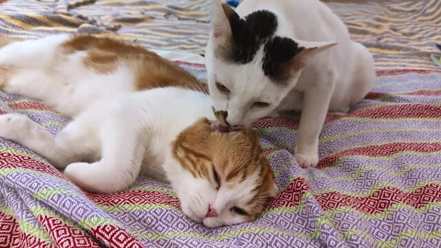 cats lick each other