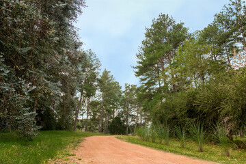 Gravel road with trees and plants on the side. Relaxing place for hiking, tranquil place to live. A journey into nature, a path to the unknown. Maldonado, Uruguay