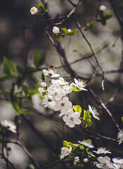 spring in the park