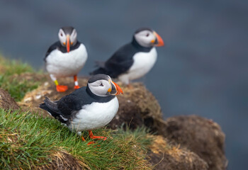 Cute Atlantic Puffin birds on the cliff on a rainy day