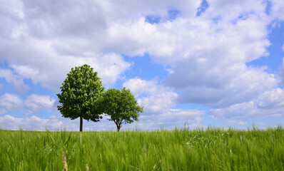 Spring landscape with green crops in the foreground, a horizon and two green trees in the...