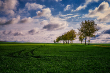 Naklejka premium Landscape of rural, spring fields with sown green goods, Poland