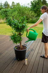 Watering and fertilizing a big lemon tree in the own garden.
