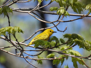 Yellow Warbler
