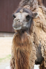 Portrait of a camel in the zoo