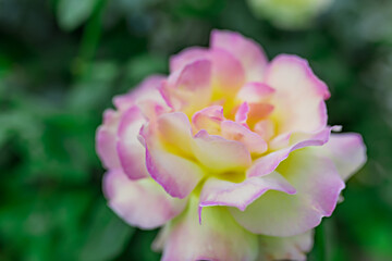 Peace Gloria Dei Hybrid Tea Rose in summer garden