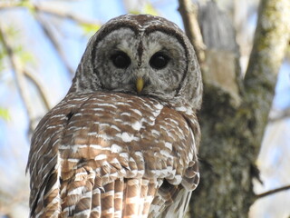 Barred Owl