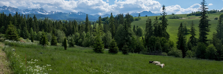 Panorama, góry Zakopane  - obrazy, fototapety, plakaty