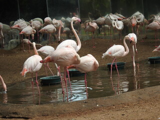 Flamingos, Parque das Aves, Foz do Iguaçu