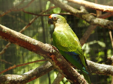 Green Bird, Parque das Aves, Foz do Igua&ccedil;u