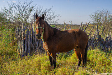 horse and foal