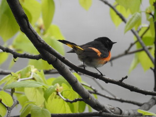 Male American Redstart