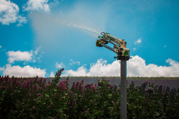 A quinoa plantation being watered by a sprinkler