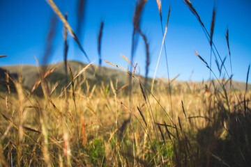 Wheat plantation.