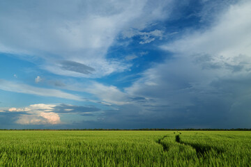 Agricultural field for growing young wheat, barley, rye. Beautiful spring landscape.