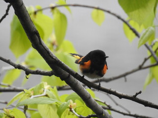 American Redstart Waterloo, IA