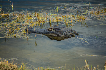 Alligator lurking in lake