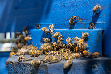 Close-up of a bee on a beehive in an apiary.