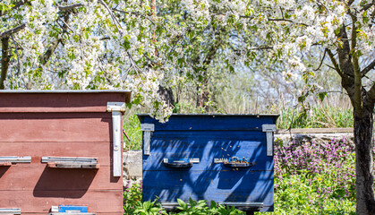 Wooden beehives in the apiary in the spring.