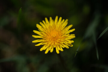 Close-up of a yellow dandelion on a blurred background.