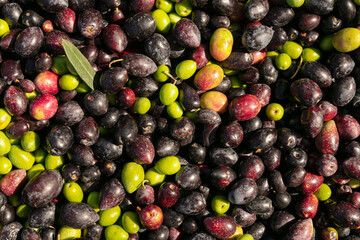 Piles of raw black and green olives