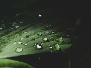 background of large tropical leaves with drops of morning dew