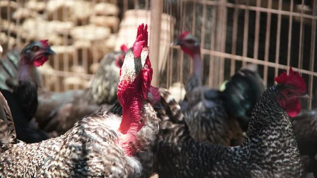 Free range healthy naked neck bald rooster in rural area, Hungarian countryside. Domestic poultry in small sustainable livestock organic farm