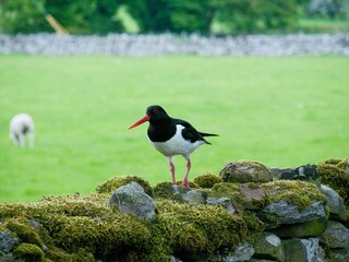 A  Eurasian oystercatcher (Haematopus ostralegus) standing on a drystone wall in Wensleydale, North...