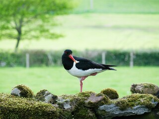 A  Eurasian oystercatcher (Haematopus ostralegus) standing on a drystone wall in Wensleydale, North...