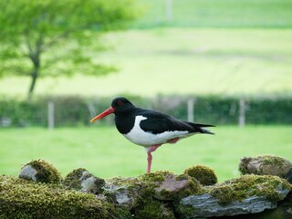 A  Eurasian oystercatcher (Haematopus ostralegus) standing on a drystone wall in Wensleydale, North...