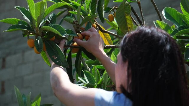Young farmer woman harvesting fruit of loquat from tree.