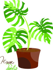 monstera house plant