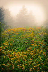 Misty forest with yellow wild flowers in Virginia on Whitetop Mountain.