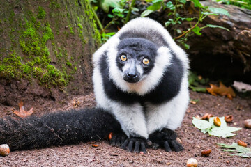 A Black-and-White Ruffed Lemur sits on the ground at the Apenheul in Apeldoorn in the Netherlands.