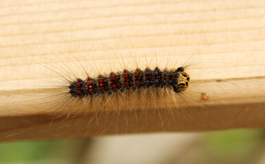 Close up of Gypsy Moth Caterpillar, an invasive species in Ontario.
