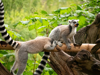 Ring tailed lemurs feeding at the Apenheul in The Netherlands