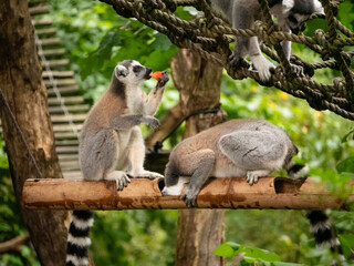 Ring tailed lemurs feeding at the Apenheul in The Netherlands