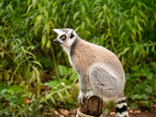 Naklejka na ściany i meble Ring tailed lemur sitting on a pole at the Apenheul in The Netherlands.
