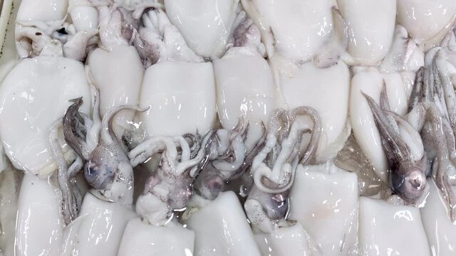 Squid for sale at the seafood market