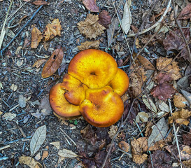 orange yellow mushrooms 