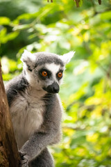 Close up of a Ring Tailed Lemur peering round a tree at the Apenheul in The Netherlands.