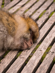 A Barbary Macaque sleeping on a walkway at the Apenheul in The Netherlands.
