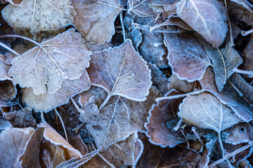 Detail of Frost On Fallen Leaves On a Cold Morning