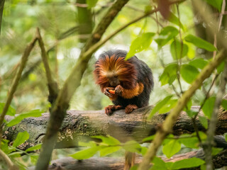 Fototapeta premium A Golden-headed lion tamarin eating food in the trees at the Apenheul in The Netherlands.