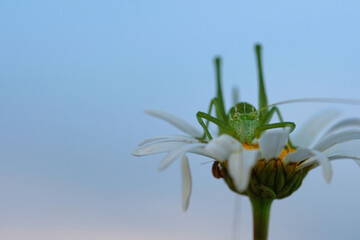 A green grasshopper is sitting on a white chamomile. Back view. Blue blurred background.